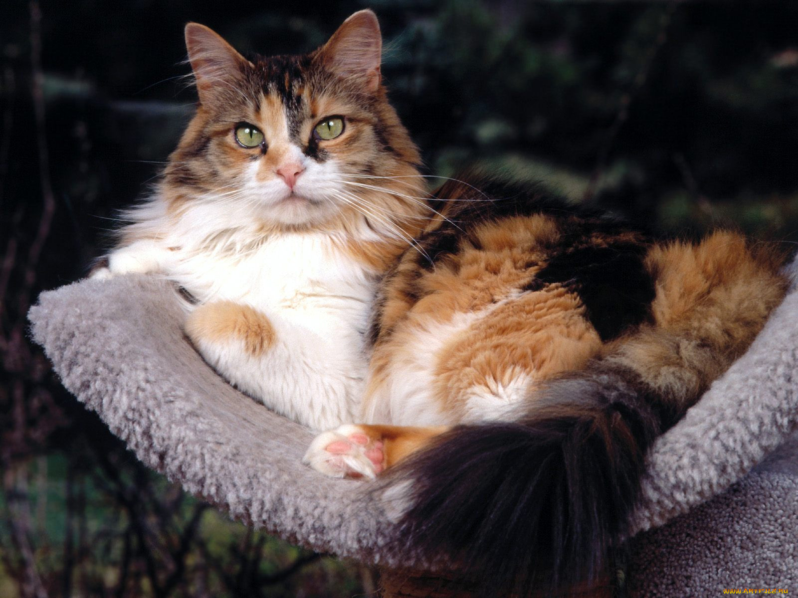 patches, maine, coon, mix, , 